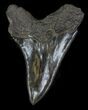 Serrated Megalodon Tooth - Nice Blade #33026-1